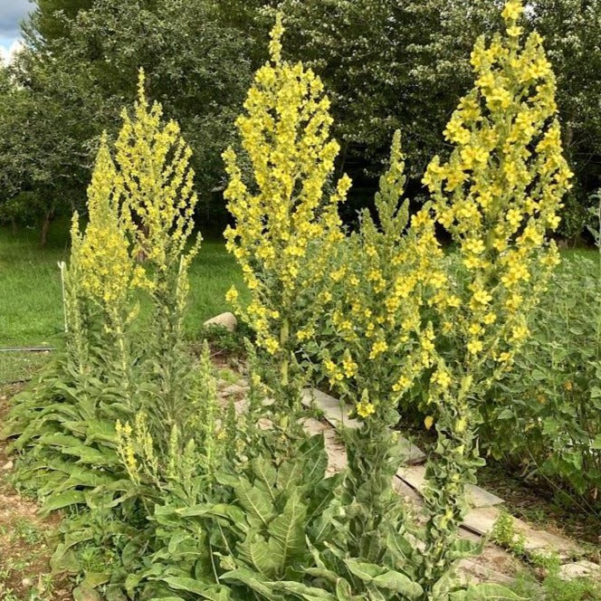 Mullein Tea Leaves